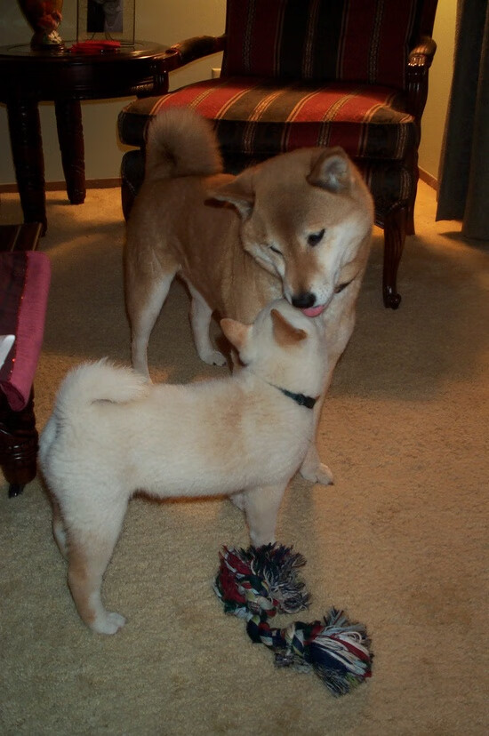 开云体育登录-五大联赛豪门新赛季引援策略大比拼，五大联赛豪门排行